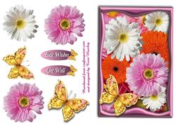 Daisy Pink and White