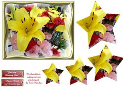 Yellow Star Lily