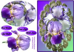 Love Live Iris