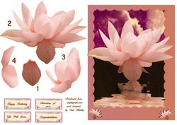 Water Lilly
