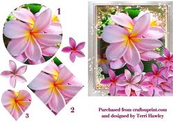 Frangipani