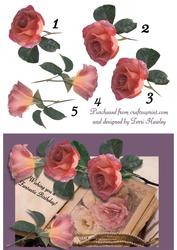 Rose for Your Birthday