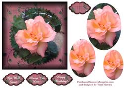 Always with Love 6 X6 Apricot