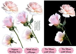 3 Beautiful Roses for You