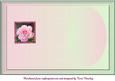 Pink Rose Insert