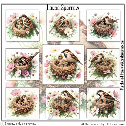 House Sparrow