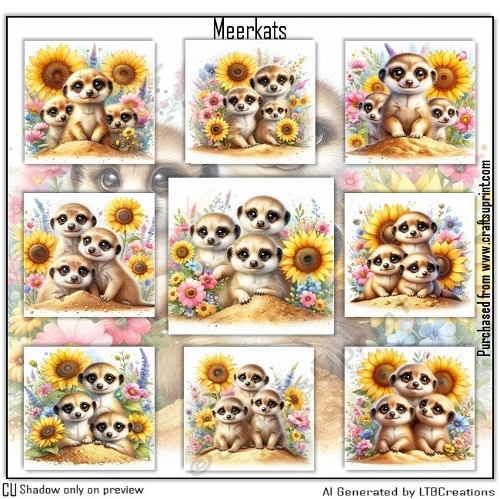 Meerkats