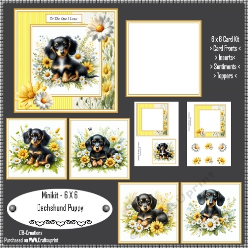 Minikit Dachshund Puppy