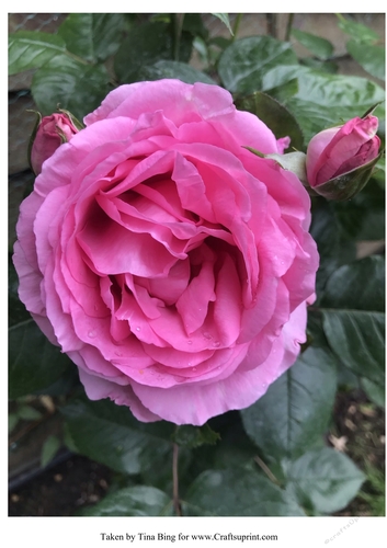 Fully open rose