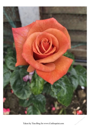 Open orange rose