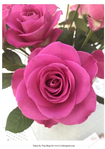 Gift of roses