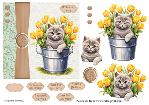 Kitten in a bucket