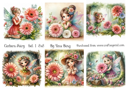 Gerbera Fairy