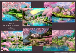 Blossom by the water