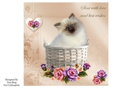 Kitten in a basket