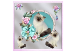 Pretty Kitty