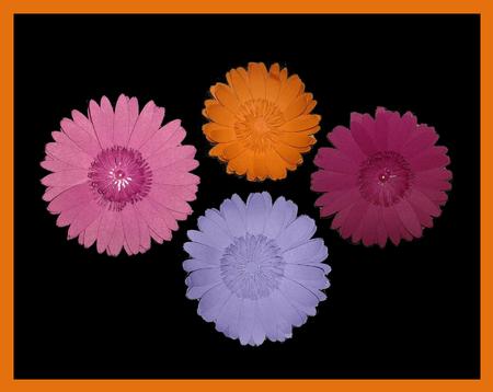 Gerbera 3D Layered Flower
