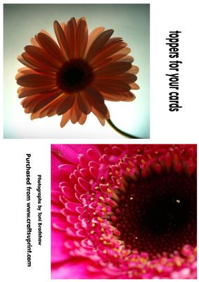 Gerberas Photo Toppers