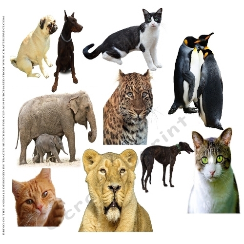 BRING ON THE ANIMALS