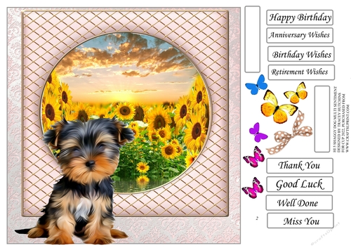 SHAGGY DOGS YORKIE, YORKSHIRE TERRIER,