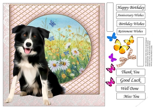 SHAGGY DOGS COLLIE SHEEP DOG v2