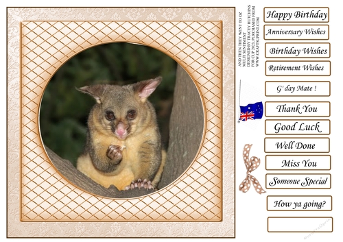 AND THEN THEY WENT TO OZ cute possum