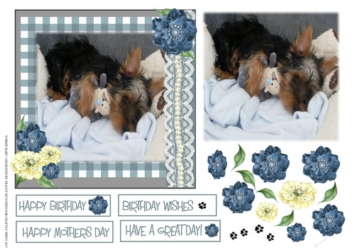 YORKIE BABY CARD MOTHERS DAY/ BIRTHDAY 