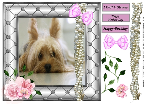 YORKIE LOVE