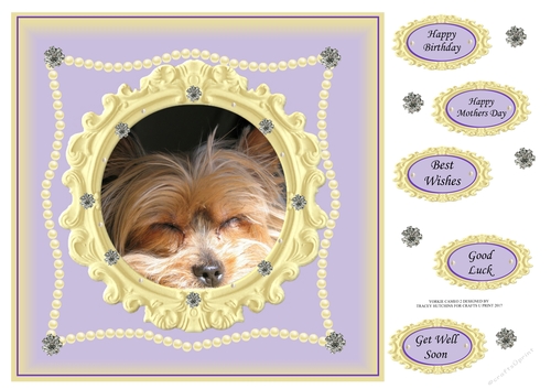 YORKIE CAMEO BIRTHDAY 