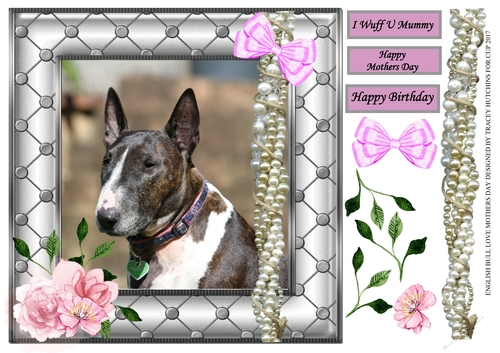 ENGLISH BULL TERRIER LOVE
