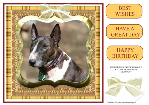 ENGLISH BULL TERRIER CHECK