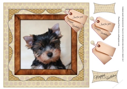 BABY YORKIE 