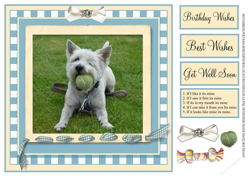 ANYONE FOR TENNIS WESTIE - GET WELL BIRTHDAY