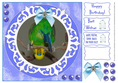 BUDGIE BACK ON YOUR FEET, GET WELL,BIRTHDAY AND OTHER SENTIMENTS
