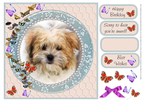 SHIHTZU   WATCHING BUTTERFLIES MULTI SENTIMENT GET WELL BIRTHDAY BEST WISHES