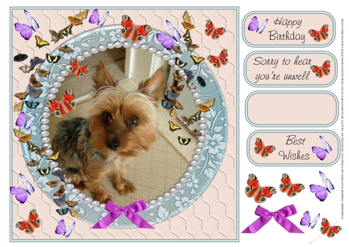 YORKSHIRE TERRIER WATCHING BUTTERFLIES MULTI SENTIMENT GET WELL BIRTHDAY BEST WISHES