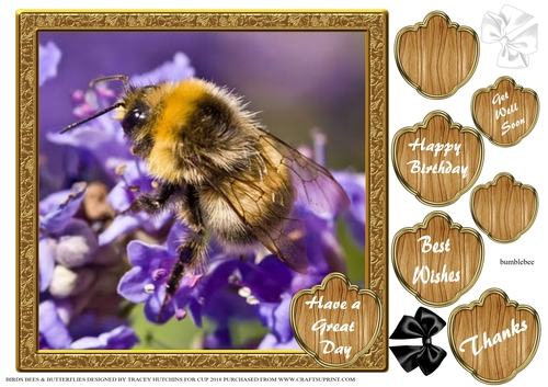 BIRDS BEES & BUTTERFLIES 5