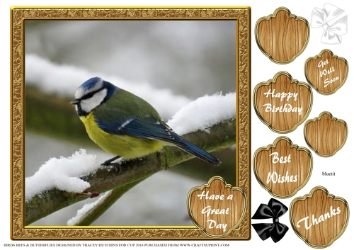 BIRDS BEES & BUTTERFLIES 9