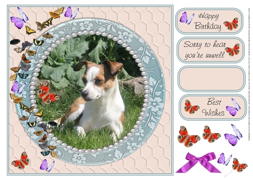 TERRIER WATCHING BUTTERFLIES 1