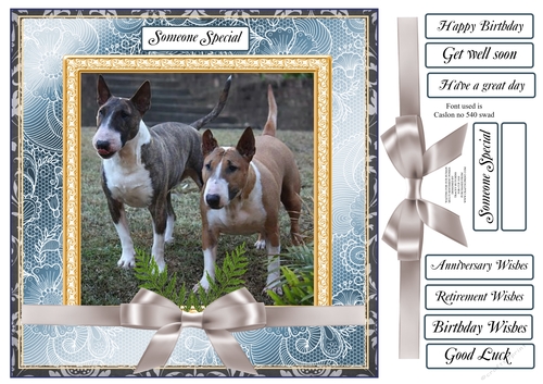 ENGLISH BULL TERRIERS MULTI SENTIMENT