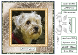CHOOSE YOUR SENTIMENT YORKIE LURRVE