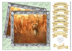 VARIED SENTIMENTS GINGER CAT IN CORN