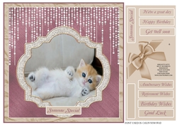 HERE KITTY KITTY ( cutest kitten ever ! )