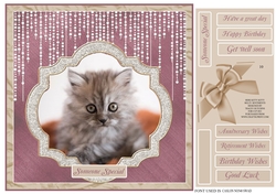 HERE KITTY KITTY ( second cutest kitten ever ! )