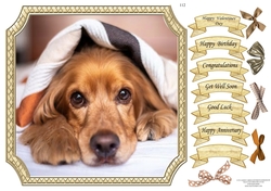 CUTE CANINES 12