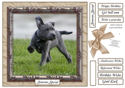 BLUE STAFFY MULTI SENTIMENT 
