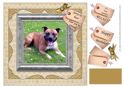 STAFFY GET WELL/BIRTHDAY