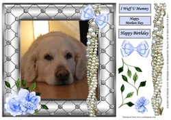 GOLDEN RETRIEVER LOVE