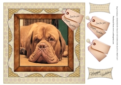DOG DE BORDEAUX 1