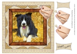 COLLIE 1